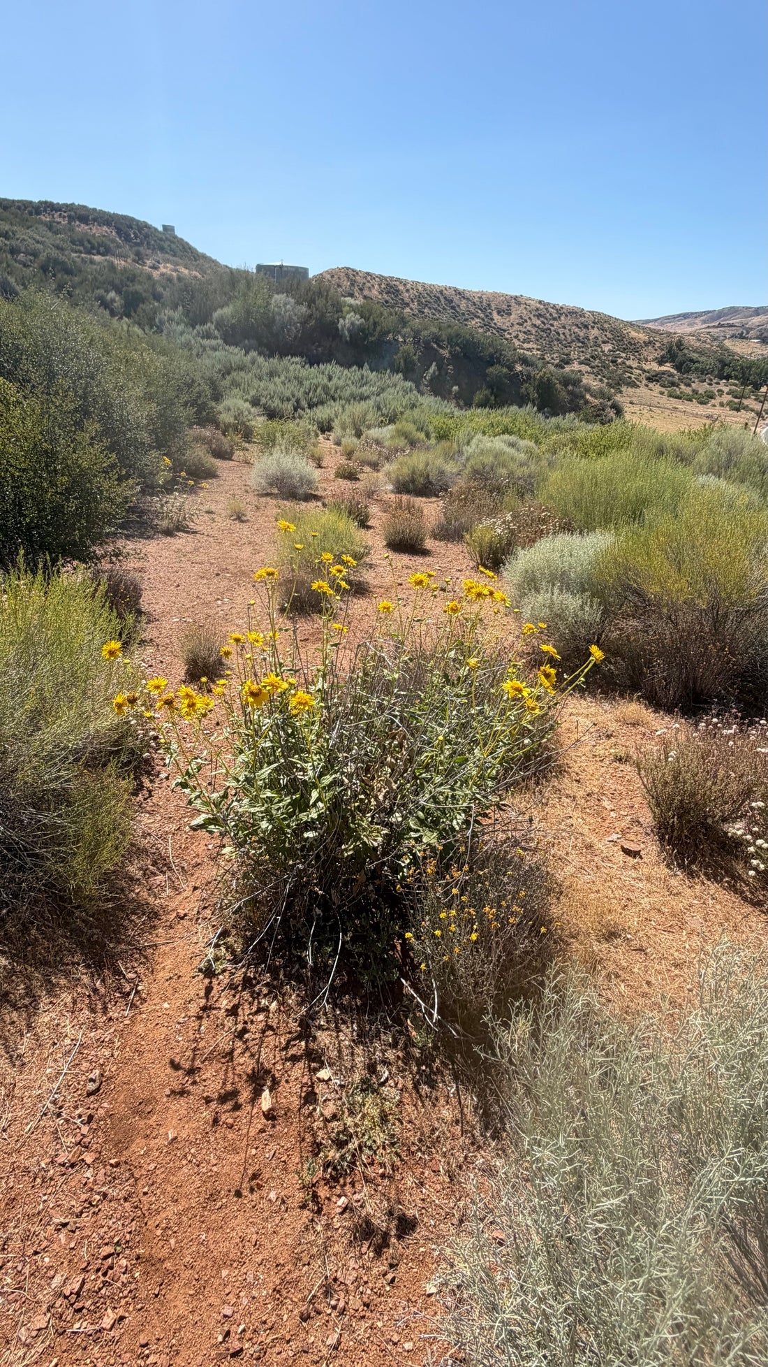 July 2026 Ranch Update | Animal Sanctuary, Homestead & Art Studio Progress